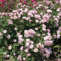 Blushing Drift® Rose -GREAT GARDEN PLANTS BlushingDrift 2