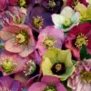 'Brandywine' Lenten Rose (Helleborus)