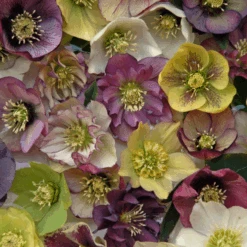 'Brandywine' Lenten Rose (Helleborus) -GREAT GARDEN PLANTS Brandywine Hellebore Helleborusorientalis 1