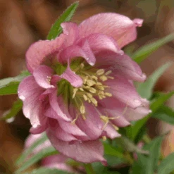 'Brandywine' Lenten Rose (Helleborus) -GREAT GARDEN PLANTS Brandywine Hellebore Helleborusorientalis 3