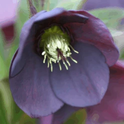 'Brandywine' Lenten Rose (Helleborus) -GREAT GARDEN PLANTS Brandywine Hellebore Helleborusorientalis 4