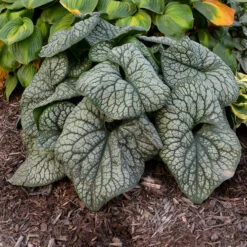 'Jack Of Diamonds' Siberian Bugloss -GREAT GARDEN PLANTS Brunnera Jack of Diamonds 2 P