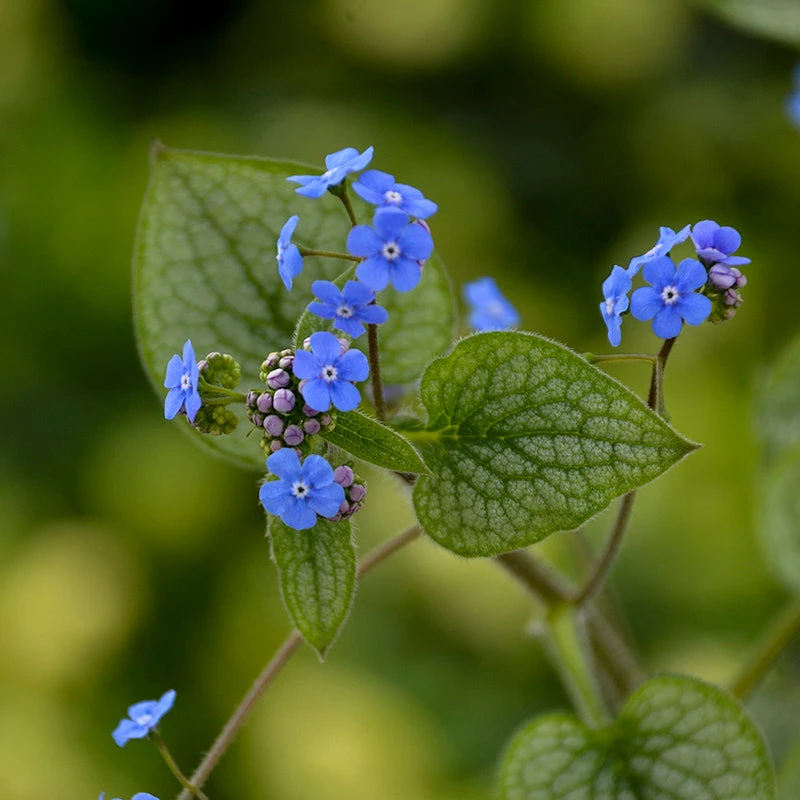 'Queen Of Hearts' Siberian Bugloss 3 'Queen Of Hearts' Siberian Bugloss - Image 3
