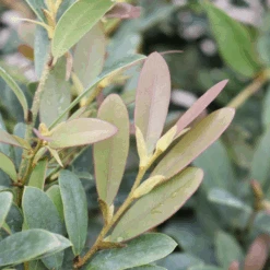 Buckhead™ Bold Distylium -GREAT GARDEN PLANTS Buckhead BoldDistylium 3