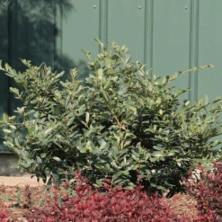 Buckhead™ Bold Distylium -GREAT GARDEN PLANTS Buckhead BoldDistylium 5