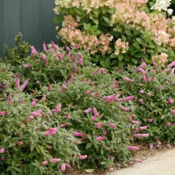 Lo & Behold® 'Pink Micro Chip' Butterfly Bush