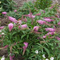 Pugster Pinker™ Butterfly Bush -GREAT GARDEN PLANTS Buddleia Pugster Pink 1 P