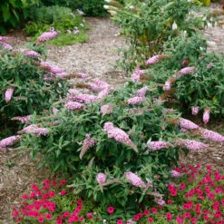 Pugster Pinker™ Butterfly Bush -GREAT GARDEN PLANTS Buddleia Pugster Pink 5 P