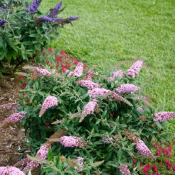 Pugster Pinker™ Butterfly Bush -GREAT GARDEN PLANTS Buddleia Pugster Pink 6 P