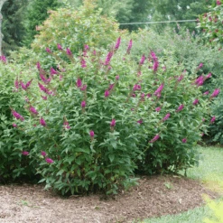 'Miss Molly' Butterfly Bush -GREAT GARDEN PLANTS BuddleiaMissMollyP1082695 800x800 505684e