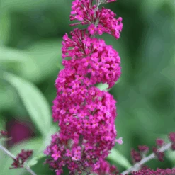 'Miss Ruby' Butterfly Bush -GREAT GARDEN PLANTS BuddleiaMissRubyIMG 7949 800x800 7754d1c