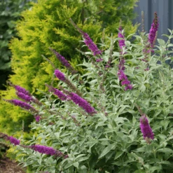 'Miss Violet' Butterfly Bush -GREAT GARDEN PLANTS BuddleiaMissVioletIMG 0628 800x800 f2df8b8