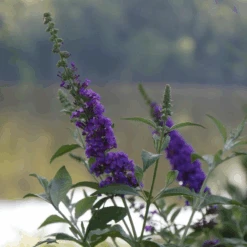 'Miss Violet' Butterfly Bush -GREAT GARDEN PLANTS BuddleiaMissVioletP2540397 800x800 c121c21