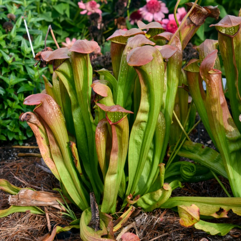 'Bug Bat' Pitcher Plant (Saracennia)