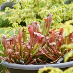 'Bug Bat' Pitcher Plant (Saracennia) 5 'Bug Bat' Pitcher Plant (Saracennia) -GREAT GARDEN PLANTS Bug Bat Pitcher Plant Saracennia 2