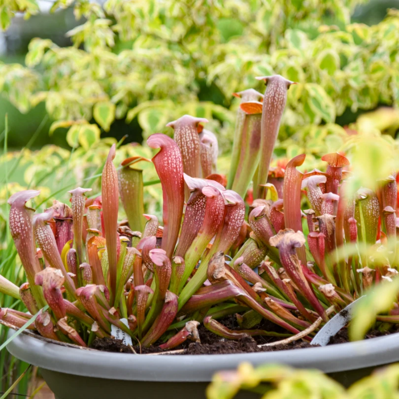 'Bug Bat' Pitcher Plant (Saracennia) 3 'Bug Bat' Pitcher Plant (Saracennia) - Image 3