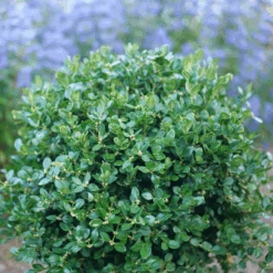 Neatball™ Boxwood
