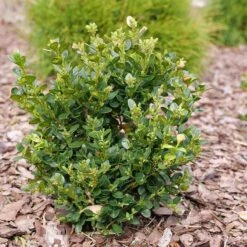 Neatball™ Boxwood 8 Neatball™ Boxwood -GREAT GARDEN PLANTS Buxus Neatball P1202484 800 800 60
