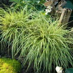 'Evergold' Sedge -GREAT GARDEN PLANTS CAREV1Q 4