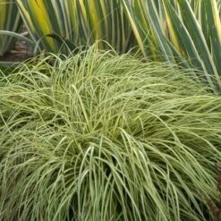 'Evergold' Sedge -GREAT GARDEN PLANTS CAREV1Q 5