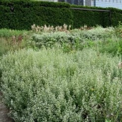 Calamint -GREAT GARDEN PLANTS Calamintha nepeta lurie garden chicago