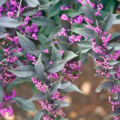Pearl Glam® Beautyberry -GREAT GARDEN PLANTS Callicarpa Pearl Glam 3 P