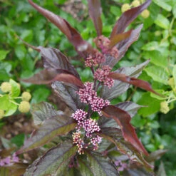 Pearl Glam® Beautyberry -GREAT GARDEN PLANTS Callicarpa Pearl Glam 4 P