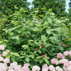 'Aphrodite' Sweetshrub 9 'Aphrodite' Sweetshrub -GREAT GARDEN PLANTS CalycanthusAphroditeDSC00826 800x800 8413a2a