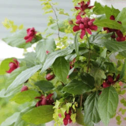 'Aphrodite' Sweetshrub 8 'Aphrodite' Sweetshrub -GREAT GARDEN PLANTS CalycanthusAphroditeIMG 7183 800x800 eae8727