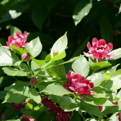 'Aphrodite' Sweetshrub 10 'Aphrodite' Sweetshrub -GREAT GARDEN PLANTS CalycanthusAphroditeP1071175 800x800 f746dfd