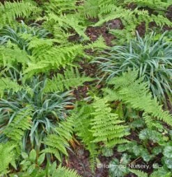 Bunny Blue® 'Hobb' Sedge -GREAT GARDEN PLANTS Carex Bunny Blue 03