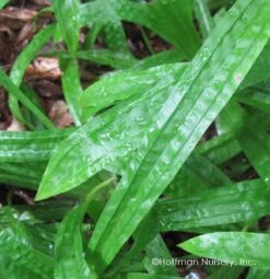 Plantain-Leaf Sedge -GREAT GARDEN PLANTS Carex plantaginea 02