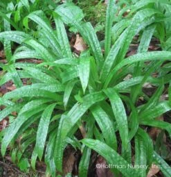 Plantain-Leaf Sedge -GREAT GARDEN PLANTS Carex plantaginea 04