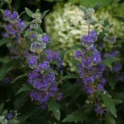 Beyond Midnight® Bluebeard 10 Beyond Midnight® Bluebeard -GREAT GARDEN PLANTS Caryopteris Beyond Midnight 3 P 31df8b38 198c 4262 97f4 d46a339bb904 sw