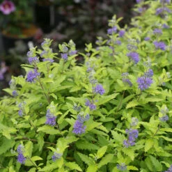Sunshine Blue® II Bluebeard -GREAT GARDEN PLANTS Caryopteris Sunshine Blue II 3 P
