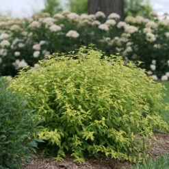 Sunshine Blue® II Bluebeard -GREAT GARDEN PLANTS Caryopteris Sunshine Blue II 4 P