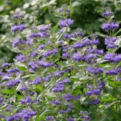Beyond Midnight® Bluebeard 8 Beyond Midnight® Bluebeard -GREAT GARDEN PLANTS CaryopterisBeyondMidnightP1014734 800x800 b51c260