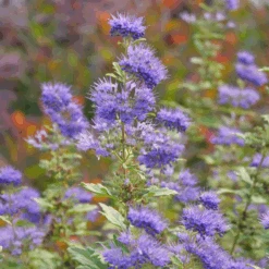 Beyond Midnight® Bluebeard 9 Beyond Midnight® Bluebeard -GREAT GARDEN PLANTS CaryopterisBeyondMidnightP1014894 800x800 c72d939