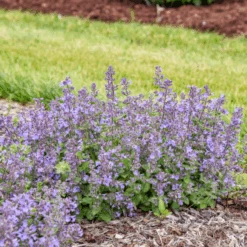 'Catwalk Queen' Catmint (Nepeta) -GREAT GARDEN PLANTS CatwalkQueen Catmint Nepeta 2