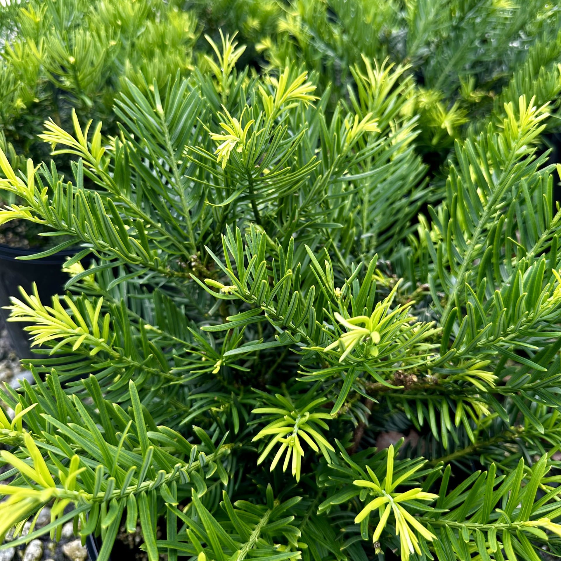 GREAT GARDEN PLANTS -GREAT GARDEN PLANTS Cephalotaxus Hedgehog 3