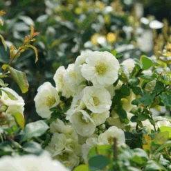 Double Take Eternal White™ Flowering Quince