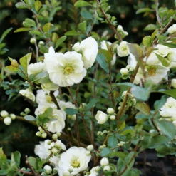 Double Take Eternal White™ Flowering Quince -GREAT GARDEN PLANTS ChaenomelesDoubleTakeEternalWhiteP1151363 1080x1080 ea480fc