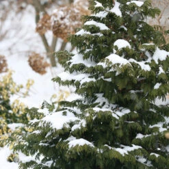 Soft Serve® False Cypress 8 Soft Serve® False Cypress -GREAT GARDEN PLANTS Chamaecyparis Soft Serve 4
