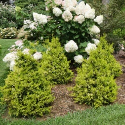 Soft Serve® Gold False Cypress -GREAT GARDEN PLANTS Chamaecyparis Soft Serve Gold 3