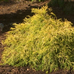'Gold Mop' False Cypress