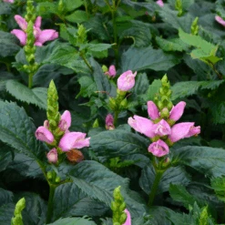 'Hot Lips' Pink Turtlehead (Chelone) -GREAT GARDEN PLANTS CheloneHotLips 800x800 ad0da34