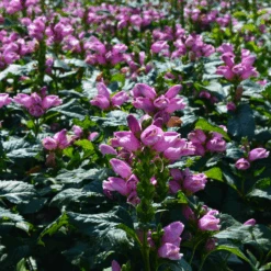'Hot Lips' Pink Turtlehead (Chelone)