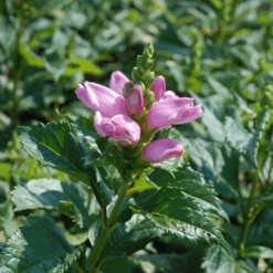 'Hot Lips' Pink Turtlehead (Chelone) -GREAT GARDEN PLANTS CheloneHotLips 3 800x800 9ac6927