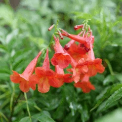 Chicklet® Red Trumpet Bush (Tecoma)