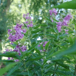 El Niño™ Chitalpa -GREAT GARDEN PLANTS ChitalpaElNinoP1207523 1080x1080 9bbd7b3